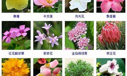 花的昵称名字大全_用花字取个优雅网名